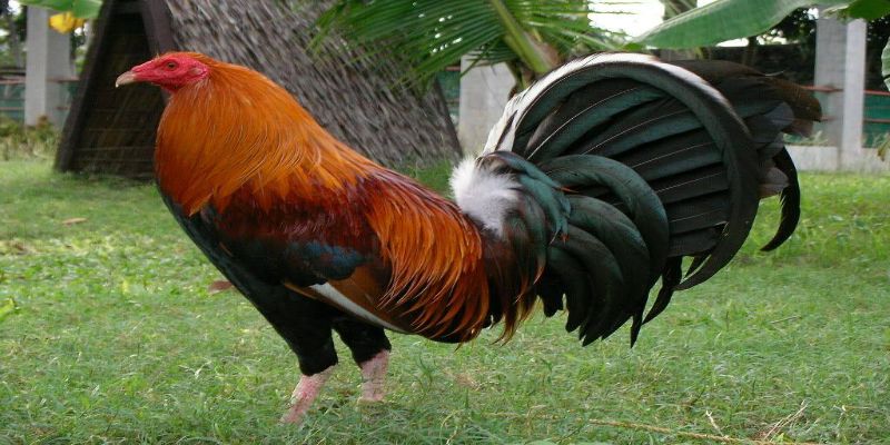 Gà Mỹ rặc - Chiến kê cừ khôi xuất thân từ xứ cờ hoa 3 bat mi cho su ke cach chon ga