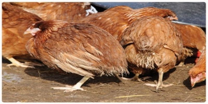 Bệnh bạch lỵ ở gà - Các thông tin cơ bản về bệnh nên biết 1 benh bach ly o ga la gi