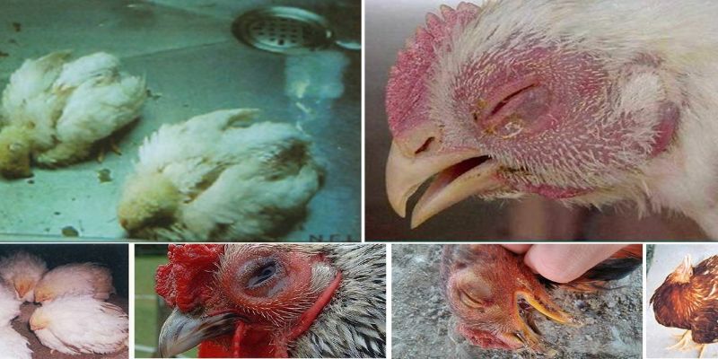 Các bệnh thường gặp ở gà và cách chữa trị hữu hiệu 3 benh dich ta co o ga