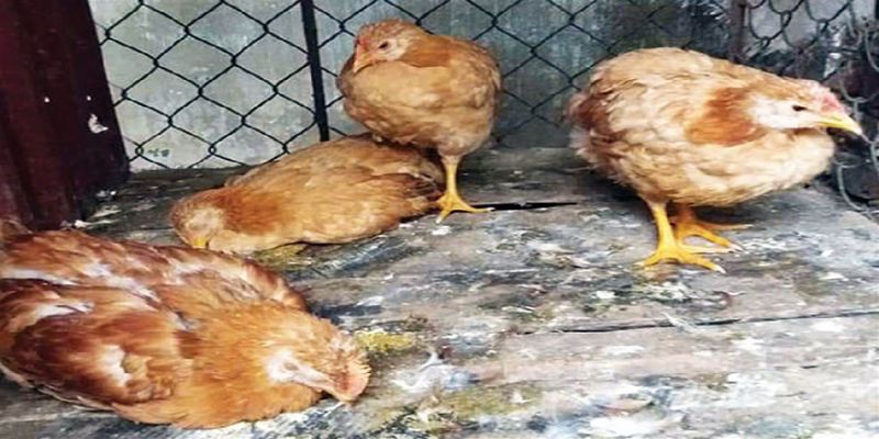 Bệnh thương hàn gà - Dấu hiệu, nguyên nhân và cách điều trị 3 benh thuong han la gi co gay nguy hiem khong