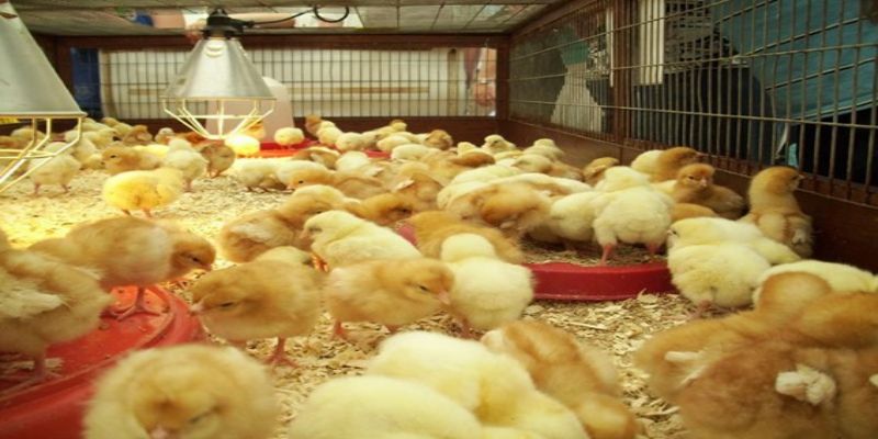 Một số bệnh thường gặp ở gà con - Cách phòng tránh 3 bien phap phong tranh mot so benh thuong gap