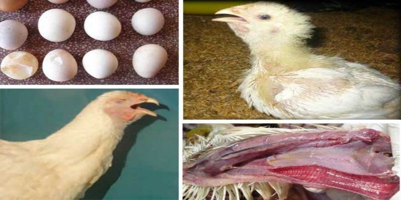 Các bệnh thường gặp ở gà và cách chữa trị hữu hiệu 2 cac benh thuong gap o ga viem phe quan