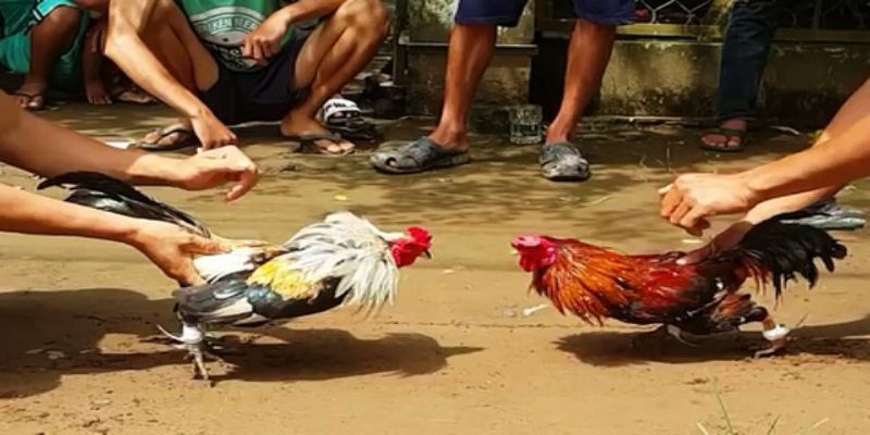 Đá gà cựa sắt ăn tiền - Chia sẻ kinh nghiệm chiến thắng 2 cac quy dinh co ban