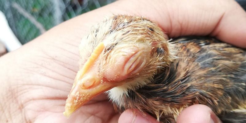 Cách chữa gà bị phù - Kiến thức chữa bệnh cho gà cực hay 1 cach chua ga bi phu hieu qua