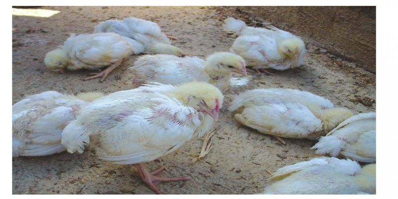 Cách chữa gà chọi bị đi ngoài - Phương pháp chữa trị hiệu quả 2 cach chua ga choi bi di ngoai hieu qua nhat