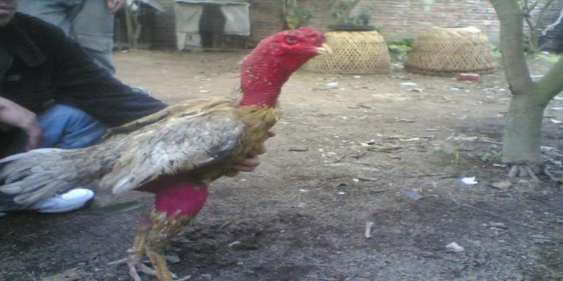Cách chữa gà không chịu ăn chỉ vài bước cực đơn giản 2 cach chua ga khong chiu an hieu qua