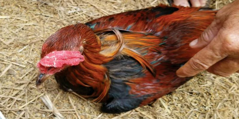 Gà bị chướng diều khô chân - Cách chữa trị tại nhà hiệu quả 3 cach dieu tri khi ga mac benh tai nha