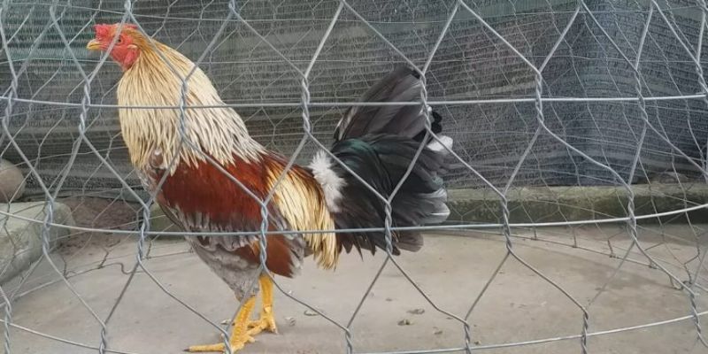 Cách nuôi gà đá tới pin - Những cách chăm gà hiệu quả 1 cach nuoi ga da toi pin