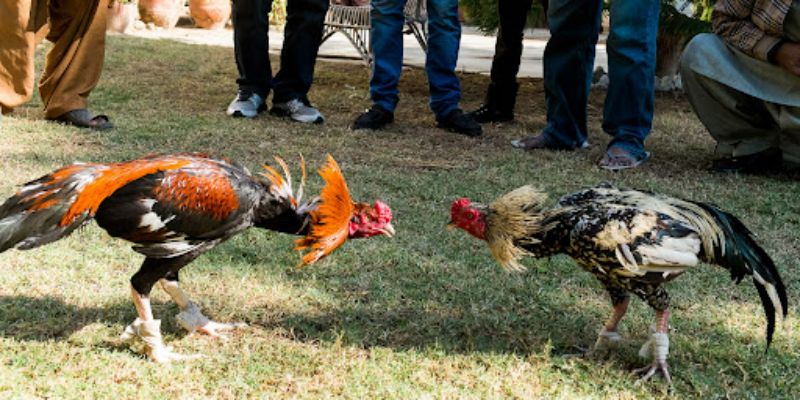 Đá gà trực tuyến Campuchia - Những thông tin cơ bản nhất 3 cach tham gia ca cuoc da ga truc tuyen