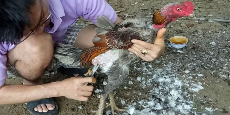 Cách tỉa lông gà chọi đơn giản siêu đẹp cho các sư kê 1 cach tia long ga choi cuc dep tai nha