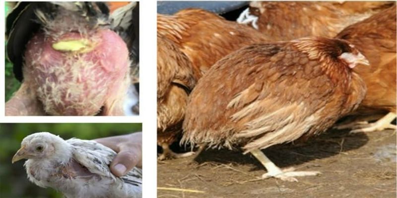 Các bệnh thường gặp ở gà và cách chữa trị hữu hiệu 1 can benh tu huyet trung