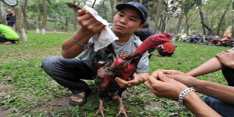 Cách làm nước cho gà chọi chi tiết nhất dành cho sư kê 1 cham soc ga dung sau ho
