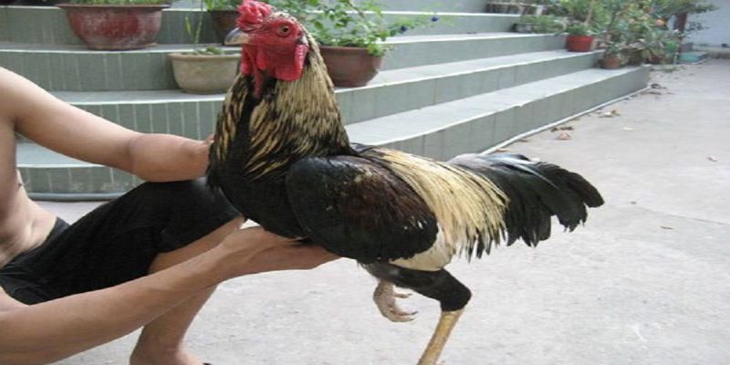 Tập lực cho gà chọi - Tổng hợp nhiều phương pháp hay 2 che do an uong khi tien hanh tap luc