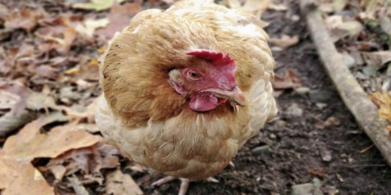 Bệnh phổi ở gà - Nguyên nhân và cách điều trị dứt điểm 2 dau hieu mac benh phoi o ga