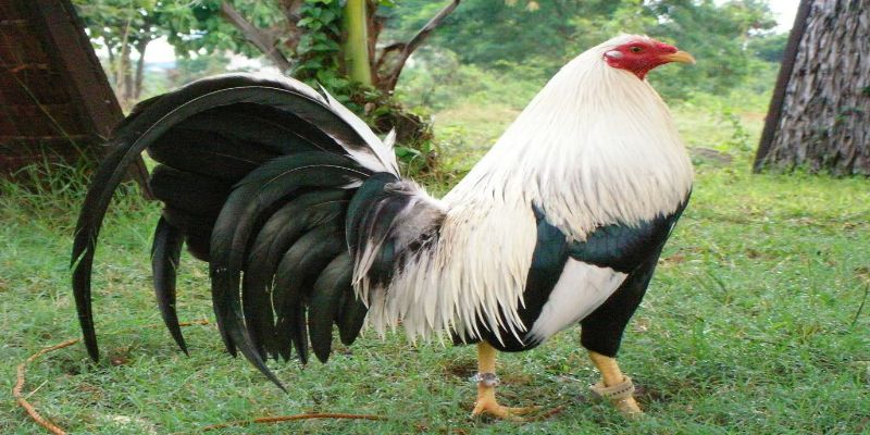 Gà Mỹ rặc - Chiến kê cừ khôi xuất thân từ xứ cờ hoa 1 diem qua mot vai giong ga pho bien