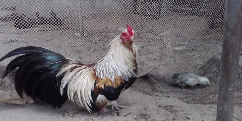 Cách chọn gà tre đá cựa từ kinh nghiệm của các cao thủ 1 ga tre da cua la gi