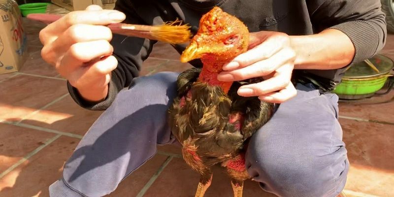 Cách làm nước cho gà chọi chi tiết nhất dành cho sư kê 2 gioi thieu ve nuoc cho ga choi