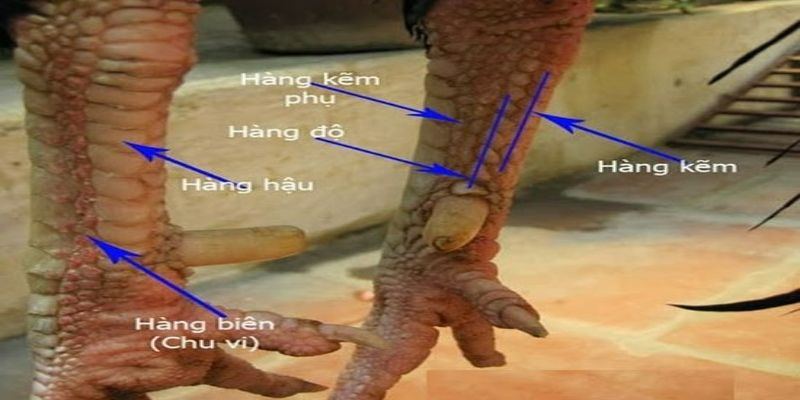 Hướng dẫn xem vảy gà chuyên nghiệp từ cao thủ trường gà 2 huong dan xem vay ga cuc chuan