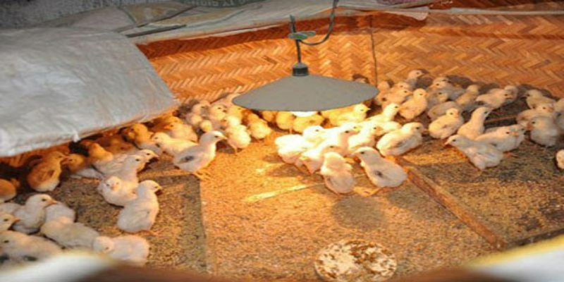 Kỹ thuật úm gà con chi tiết cho những người mới bắt đầu 3 ky thuat um ga con hieu qua