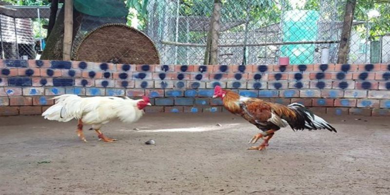 Đá gà ăn tiền Campuchia - Kinh nghiệm chơi luôn thắng 2 luat choi da ga an tien co ban