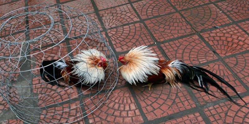Cách chọn gà tre đá cựa từ kinh nghiệm của các cao thủ 2 mot so cach chon ga tre pho bien