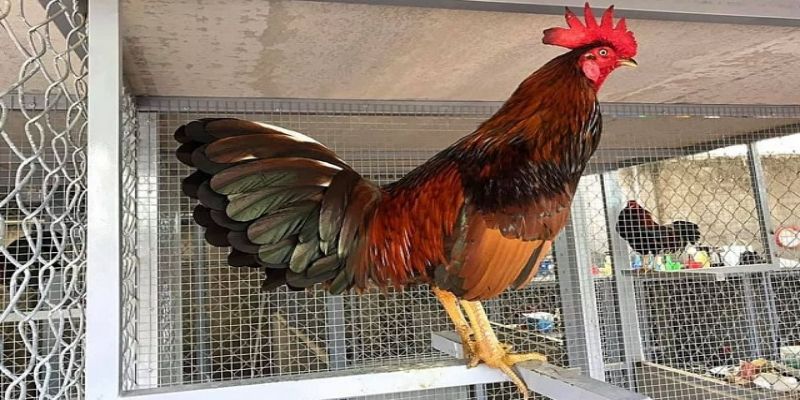 Cách lai tạo gà đá cựa cực chuẩn của sư kê lão làng 2 mot so cach lai tao ga khac ban can biet