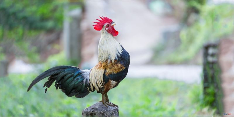Cách nuôi gà đá tới pin - Những cách chăm gà hiệu quả 3 mot vai chu y trong cach nuoi ga da