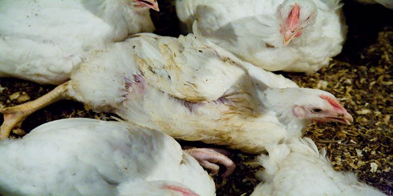 Cách chữa gà chọi bị đi ngoài - Phương pháp chữa trị hiệu quả 3 mot vai nguyen nhan cho viec ga choi bi di ngoai