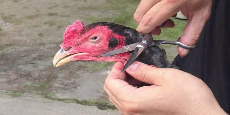 Cách tỉa lông gà chọi đẹp mắt, đơn giản anh em nên biết 2 nen cat tia long ga vao thoi diem nao