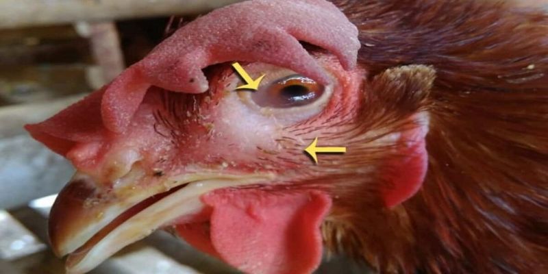 Cách chữa gà bị phù - Kiến thức chữa bệnh cho gà cực hay 3 ngan ngua phong benh phu o ga