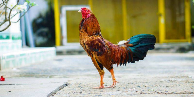 Bí quyết nuôi gà tre nhanh lớn đạt hiệu quả cực cao 2 nguon goc giong ga tre
