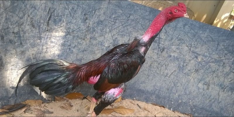 Cách chữa gà không chịu ăn chỉ vài bước cực đơn giản 3 nguyen nhan khien cho ga khong chiu an