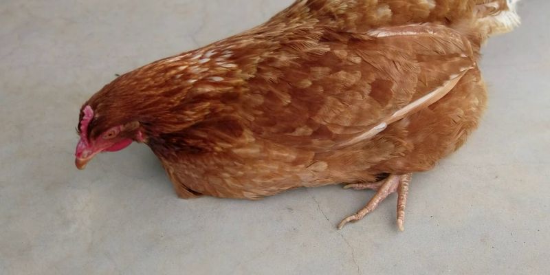Bệnh Marek ở gà - Các biện pháp phòng chống kịp thời 2 nguyen nhan nao dan den benh marek o ga