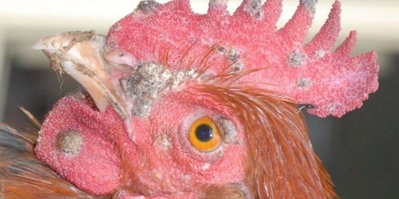 Bệnh đậu gà - Một số phương pháp chữa trị chi tiết 3 nhung cach chua tri benh hieu qua