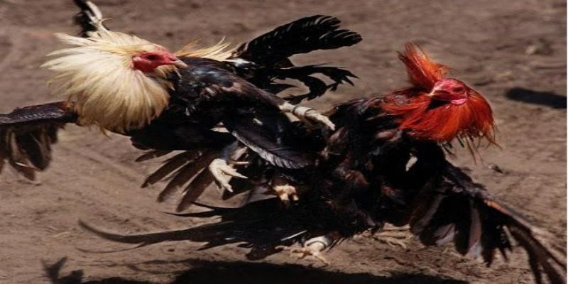 Đá gà ăn tiền Campuchia - Kinh nghiệm chơi luôn thắng 1 so luoc ve da ga an tien campuchia