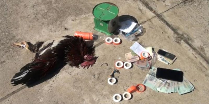 Đá gà cựa sắt ăn tiền - Chia sẻ kinh nghiệm chiến thắng 3 so luoc ve da ga cua sat an tien