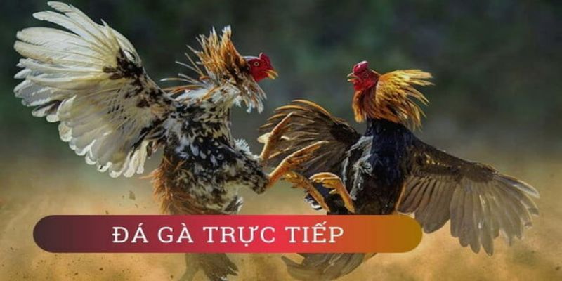 Đá gà trực tuyến Campuchia - Những thông tin cơ bản nhất 2 so luoc ve da ga truc tuyen campuchia