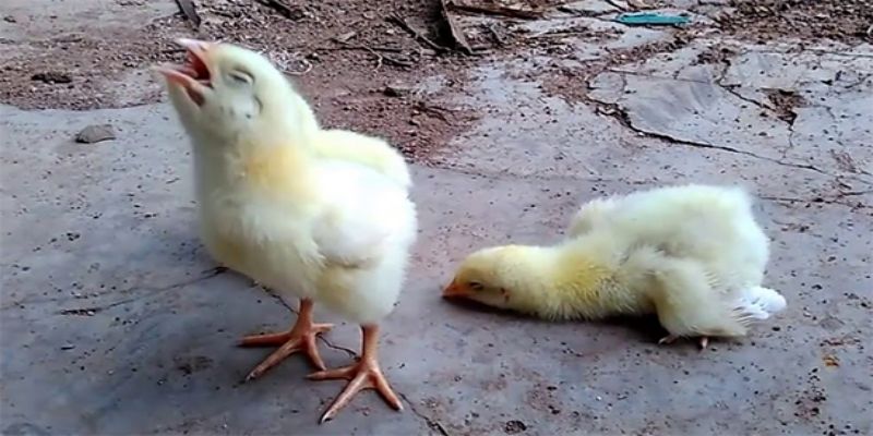 Bệnh phổi ở gà - Nguyên nhân và cách điều trị dứt điểm 3 su dung thuoc khang sinh de chua benh phoi