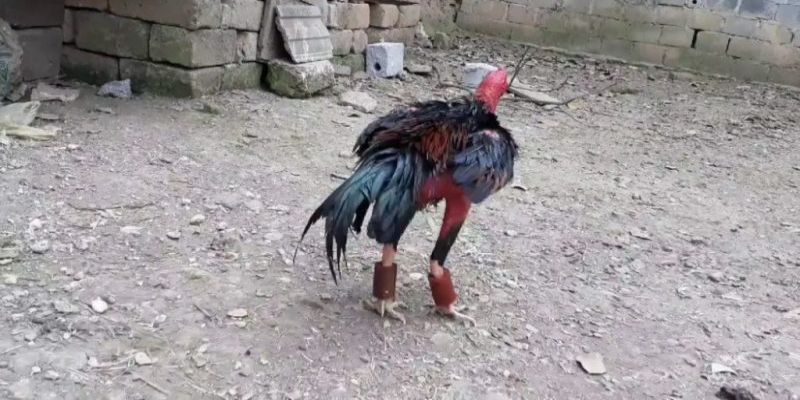 Tập lực cho gà chọi - Tổng hợp nhiều phương pháp hay 3 tai sao can tap luc cho ga