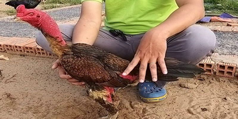 Tập lực cho gà chọi - Tổng hợp nhiều phương pháp hay 1 tap luc cho ga choi bang cach deo ta