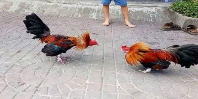 Cách chọn gà tre đá cựa từ kinh nghiệm của các cao thủ 3 tieu chi chon ga tre nen biet