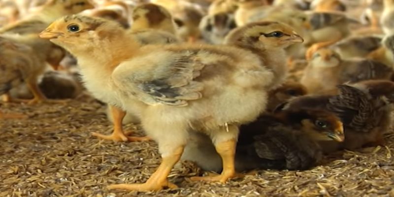 Một số bệnh thường gặp ở gà con - Cách phòng tránh 2 tim hieu mot so benh thuong gap o ga con