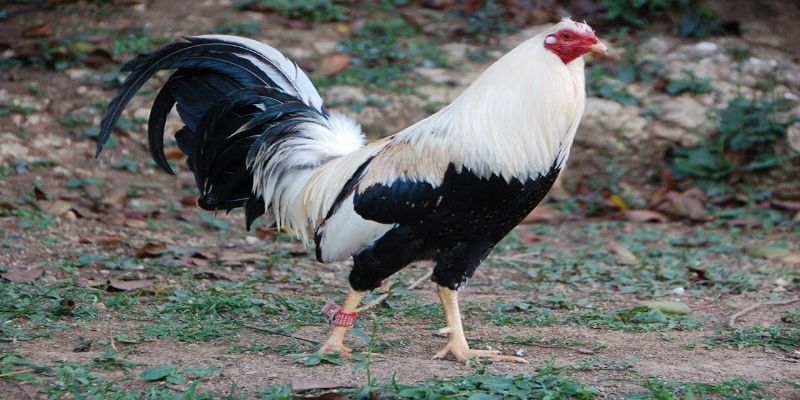 Gà đá hay nhất thế giới - Kinh nghiệm lựa chọn gà đá 2 tong hop cac giong ga da hay nhat the gioi