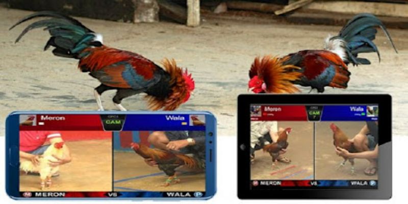 Chơi đá gà online - Chia sẻ kinh nghiệm chơi luôn thắng 2 uu diem khi tham gia choi da ga