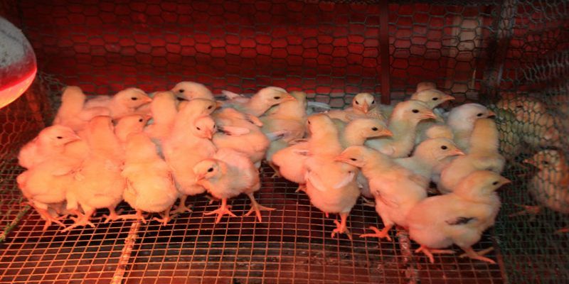 Kỹ thuật úm gà con chi tiết cho những người mới bắt đầu 2 vi sao can biet ky thuat um ga