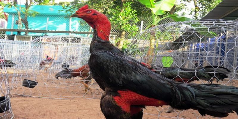 Cách tỉa lông gà chọi đơn giản siêu đẹp cho các sư kê 3 vi sao su ke can phai tia long cho ga