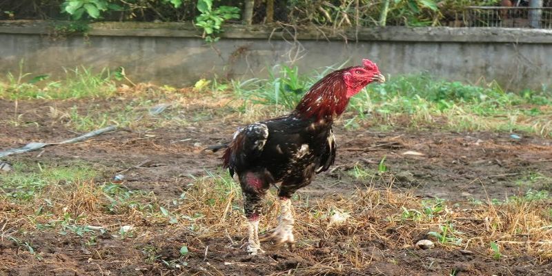 Gà đá hay nhất thế giới - Kinh nghiệm lựa chọn gà đá 3 xem dau de chon ga da hay nhat