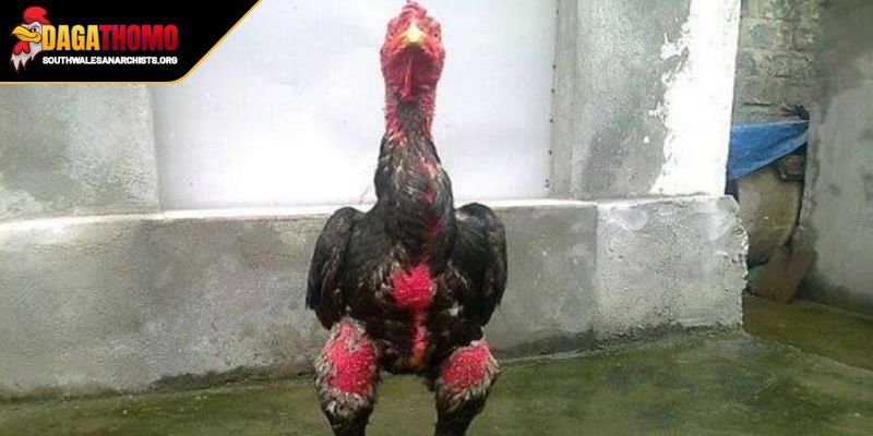 Bài Thuốc Om Bóp Gà Đá Bí Quyết Nuôi Kê Chiến Thắng Lớn 3 Trang bị kiến thức về kỹ thuật đúng cách để hiệu quả hơn
