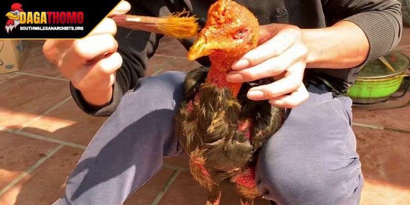 Bài Thuốc Om Bóp Gà Đá Bí Quyết Nuôi Kê Chiến Thắng Lớn 1 Tầm quan trọng đến từ bài thuốc om bóp gà đá hiệu quả
