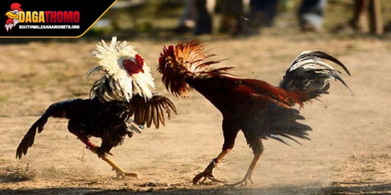 Bí Quyết Giữ Chân Gà Đá Nuôi Dưỡng Chiến Kê Mạnh Mẽ, Bền Bỉ 1 Bí quyết giữ chân gà đá với chế độ dinh dưỡng thông minh